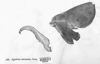 Pleurotus ostreatus image